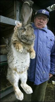 BiG Rabbit